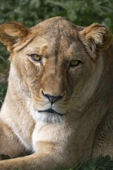 African lion (Panthera leo), female, wildlife Herberstein, Herberstein, Styria, Austria