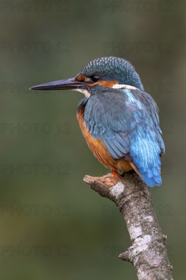 Kingfisher (Alcedo atthis) sitting on a branch, Littlewood Ranch, Limbach, Burgenland, Austria