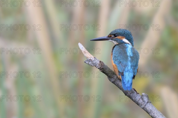 Kingfisher (Alcedo atthis) sitting on a branch, Littlewood Ranch, Limbach, Burgenland, Austria