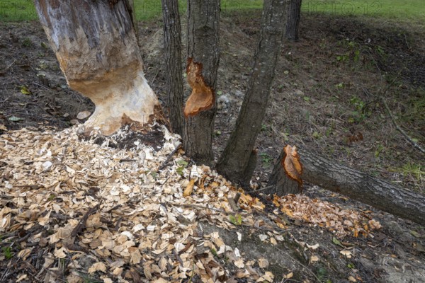 European beaver (Castor fiber), eating marks, Littlewood Ranch, Limbach, Burgenland, Austria