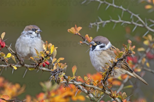 Tree sparrow (Passer montanus) sitting in a barberry bush, Littlewood Ranch, Limbach, Burgenland, Austria