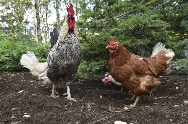 Domestic chickens, Gallus gallus domesticus, with roosters searching for food in outdoor enclosures, Saxony-Anhalt, Germany