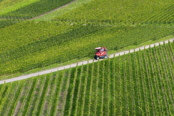 A red grape harvester moves on a road in the vineyards, grape grape harvest, near Korb im Remstal, Baden-Württemberg, Germany