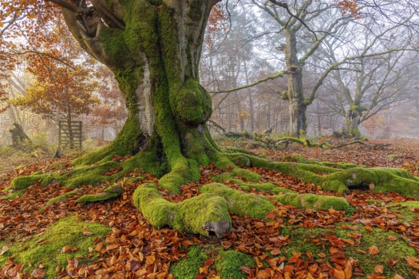 Beech in Hutewald Halloh, Hesse, Germany
