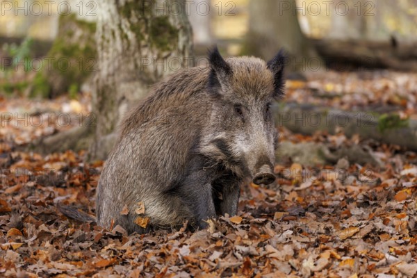 Wild boar (Sus scrofa), Germany