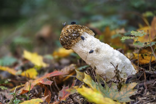Common stink morel (Phallus impudicus), Germany