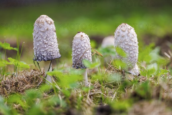 Schopf tintling (Coprinus comatus), Germany