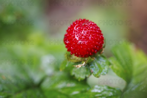 Forest strawberry (Fragaria vesca), Germany