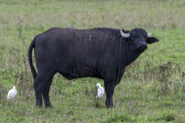 Water buffalo (Bubalus arnee) and cow heron (Ardea ibis, synonym: Bubulcus ibis), Naturquartier Grosswilfersdorf, Grosswilfersdorf, Styria, Austria