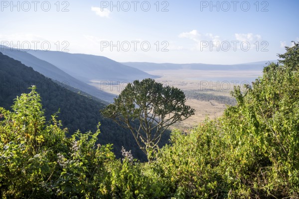 View from the crater rim over Ngorongoro Crater, candelabra tree (Euphorbia candelabrum), in the evening light, Ngorongoro Conservation Area, Tanzania