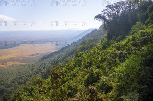 View of Ngorongoro Crater, Crater Viewpoint, Forest and Savanna Landscape, Ngorongoro Conservation Area, Tanzania