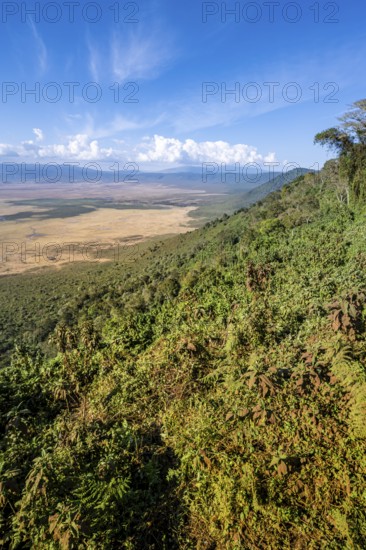 View of Ngorongoro Crater, Crater Viewpoint, Forest and Savanna Landscape, Ngorongoro Conservation Area, Tanzania