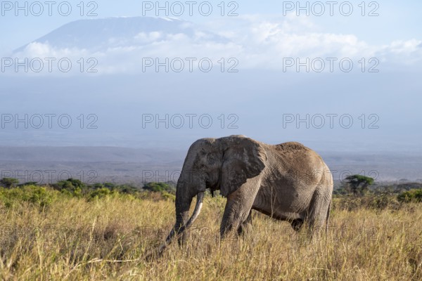 African elephant (Loxodonta africana) in picturesque landscape with the summit of Mount Kilimanjaro, the famous Super Tusker elephant Craig and Pascal, old male with long tusks, in atmospheric evening light, Kajiado County, Kenya