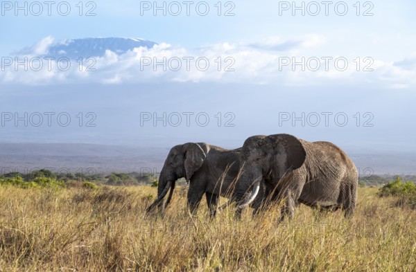 African elephants (Loxodonta africana) in picturesque landscape with the summit of Mount Kilimanjaro, the famous Super Tusker elephant Craig, old male with long tusks, in atmospheric evening light, Kajiado County, Kenya