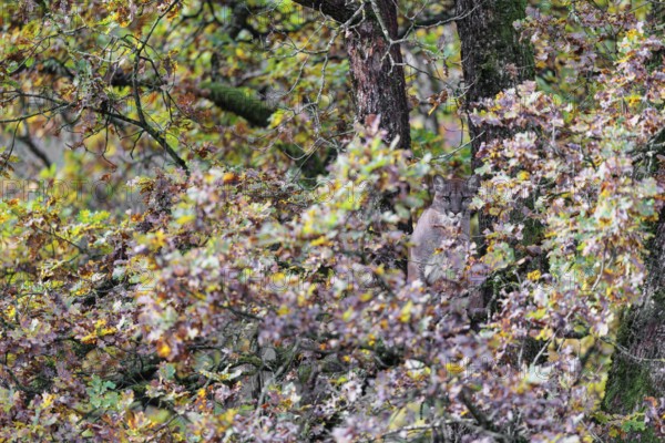 A female cougar (Puma concolor) rests hidden by leaves on a big branch high up in an oak tree. W USA, S Canada, Central and S America