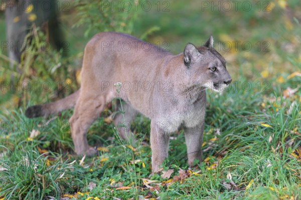 A male cougar (Puma concolor) stands in tall grass in a forest, looking around. W USA, S Canada, Central and S America