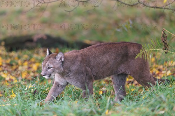 A male cougar (Puma concolor) runs through tall grass in a forest bathed in autumnal colors. W USA, S Canada, Central and South America