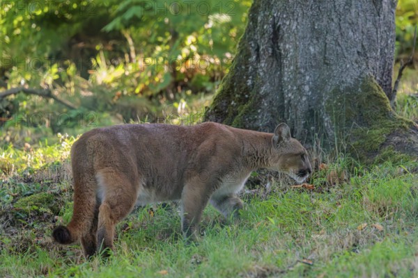 A male cougar (Puma concolor) runs through tall grass in a forest. W USA, S Canada, Central and South America