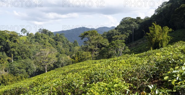 Tea plantation on hills between tropical rainforest, Amani Nature Forest Reserve, Eastern Usambara Mountains, Tanga, Tanzania