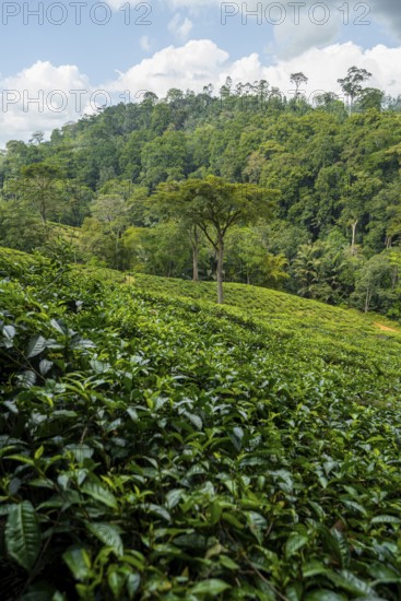 Tea plantation on hills between tropical rainforest, Amani Nature Forest Reserve, Eastern Usambara Mountains, Tanga, Tanzania