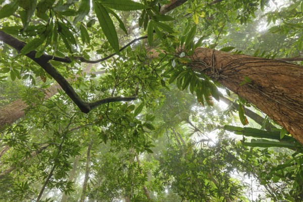 Misty tropical forest with ficus and endemic species on the way to Mount Sorrow in Daintree National Park, Queensland, Australia