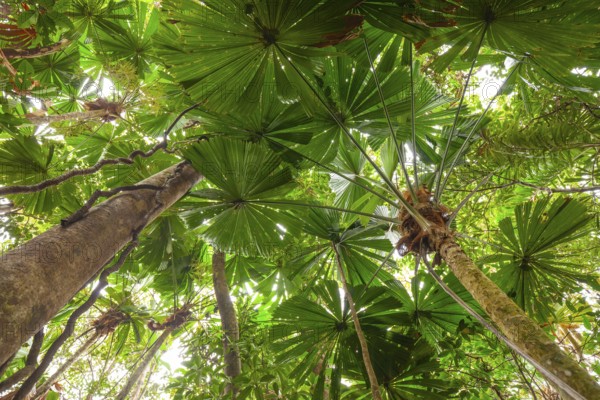 Australian fan palms in sunny rainforest on the way to Mount Sorrow in Daintree National Park Queensland, Australia