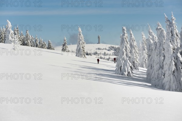 Snow-covered fir trees and snowshoe hikers, Stübenwasen, Feldberg, Todtnauberg, Black Forest, Baden-Württemberg, Germany