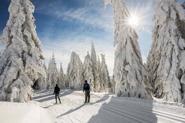 Snow-covered firs and cross-country skiers, Stübenwasen, Feldberg, Todtnauberg, Black Forest, Baden-Württemberg, Germany