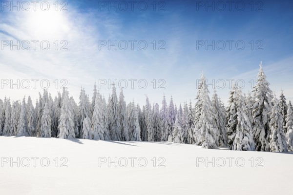 Snow-covered fir trees in sunshine, Stübenwasen, Feldberg, Todtnauberg, Black Forest, Baden-Württemberg, Germany