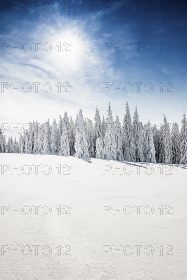 Snow-covered fir trees in sunshine, Stübenwasen, Feldberg, Todtnauberg, Black Forest, Baden-Württemberg, Germany