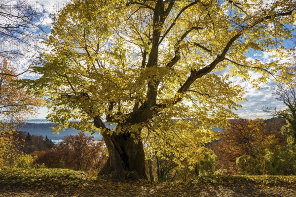 Autumnal discolored ancient lime tree, near Überlingen, Lake Constance, Baden-Württemberg, Germany