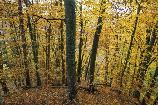 Autumn forest, near Überlingen, Lake Constance, Baden-Württemberg, Germany
