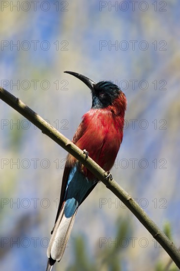Bee-eater, Scarlet Bee-Eater, Merops nubicus nubicus