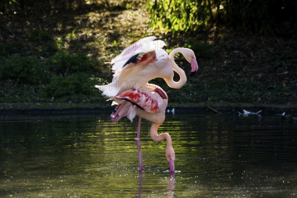 Pink flamingos, Phoenicopterus ruber-roseus, mating