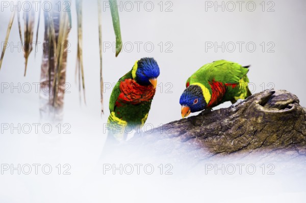 Parrot, colorful, all-color lory, Trichoglossus haematodus