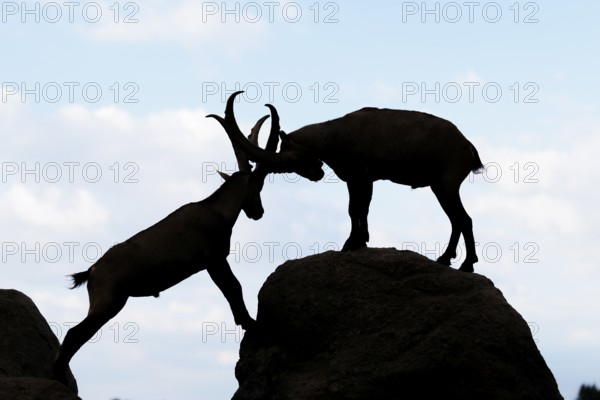 Two male ibexes (Capra ibex) stand facing each other on a rock and playfully fight with each other. Silhouette against a blue sky with clouds. Carinthia, Austria