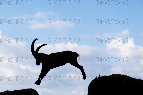 A male ibex (Capra ibex) jumps from rock to rock. Silhouette against a blue sky with clouds. Carinthia, Austria