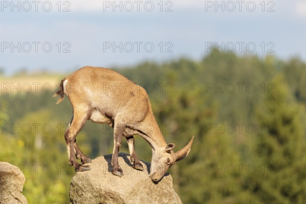 A female ibex (Capra ibex) stands on a rock on a sunny day. A blue sky with clouds and a forest can be seen in the background. Carinthia, Austria