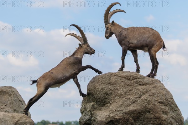 Two male ibexes (Capra ibex) stand facing each other on a rock and playfully fight with each other. A young ibex watches the scene. A blue sky with clouds can be seen in the background. Carinthia, Austria