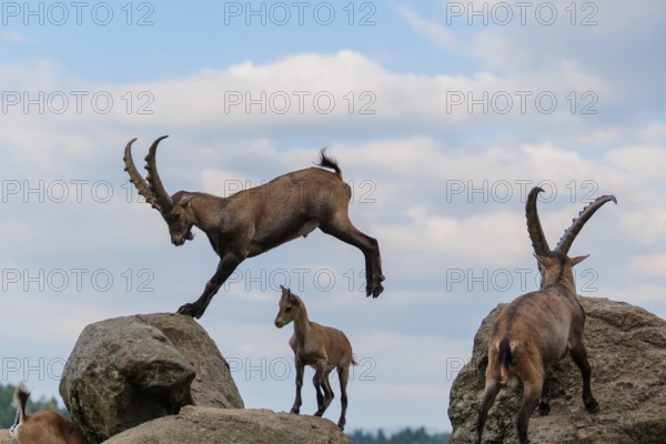 A male ibex (Capra ibex) jumps from rock to rock. A blue sky with clouds can be seen in the background. Carinthia, Austria