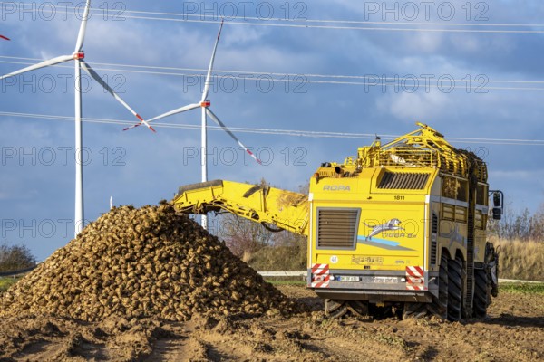 Sugar beet harvest, with an automatic, digitized, Ropa Tiger S6 sugar beet harvester, depositing crops piled up at the edge of the field as rent, near Grevenbroich, North Rhine-Westphalia, Germany