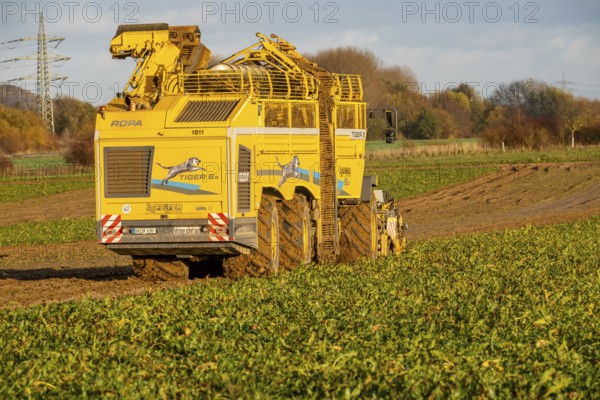Sugar beet harvest, with an automatic, digitized, Ropa Tiger S6 sugar beet harvester, near Grevenbroich, North Rhine-Westphalia, Germany