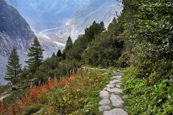 Hiking trail in autumn-colored surroundings with the Mer de Glace glacier, Mont-Blanc, Chamonix-Mont-Blanc, Haute-Savoie, France