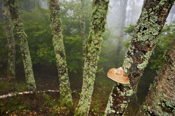 Birch porling (Piptoporus betulinus), on the trunk of a birch tree, Chamonix, France
