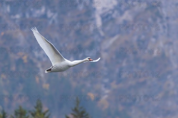 A mute swan (Cygnus olor) flies over a lake. In the background, a mountain forest can be seen in autumnal colors. Upper Austria