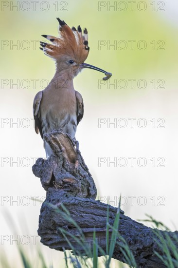 Hoopoe (Upupa epops) bird of the year 2022, male with food for the female or young birds, bridal gift, prey, foraging, interaction, landing on branch, raised hood, sunrise, interaction, food delivery, climate change, Middle Elbe biosphere reserve, Saxony-Anhalt, Germany