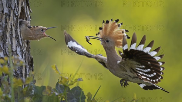 Hoopoe (Upupa epops) bird of the year 2022, male with food, prey, foraging, food for the young birds, raised bonnet, sunrise, interaction, brood cave, nest, young bird begging for food, flying, approaching, wings, climate change, Middle Elbe biosphere reserve, Saxony-Anhalt, Germany