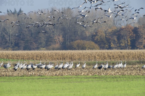 Cranes (grus grus) while resting on the southward train looking for food in a harvested corn field, North Rhine-Westphalia, Germany