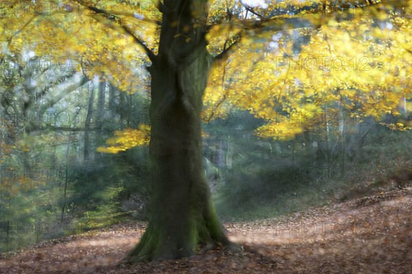 European beech (Fagus sylvatica) in autumn, North Rhine-Westphalia, Germany