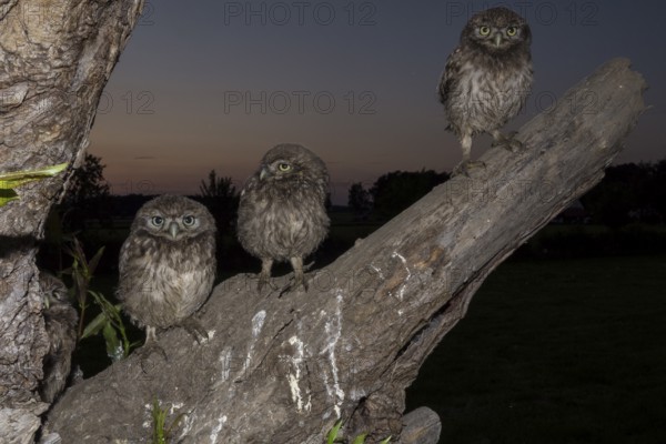 Little owl (Athene noctua), young stone owls sitting at twilight, North Rhine-Westphalia, Germany